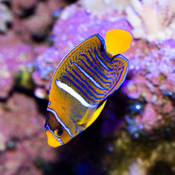 Passer Angelfish