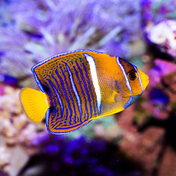 Passer Angelfish