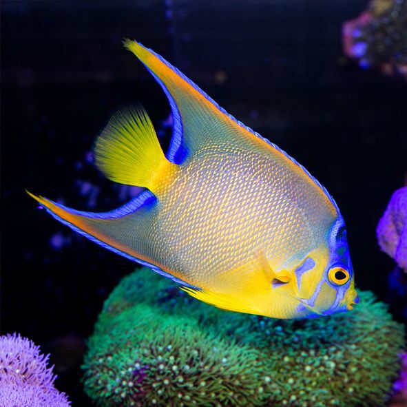 Queen Angelfish Adult
