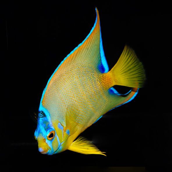 Queen Angelfish Adult