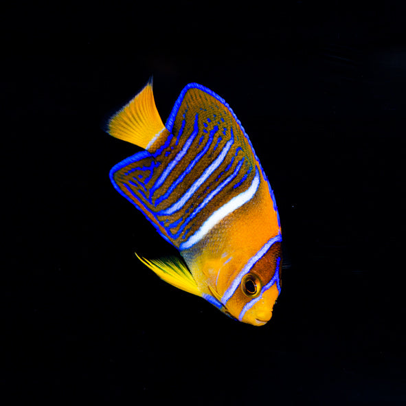 Passer Angelfish
