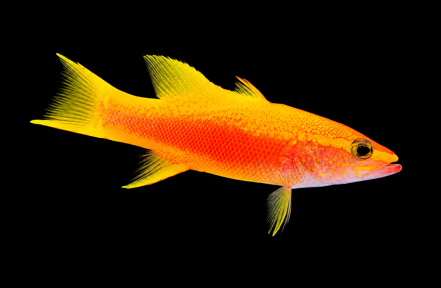Golden Basslet