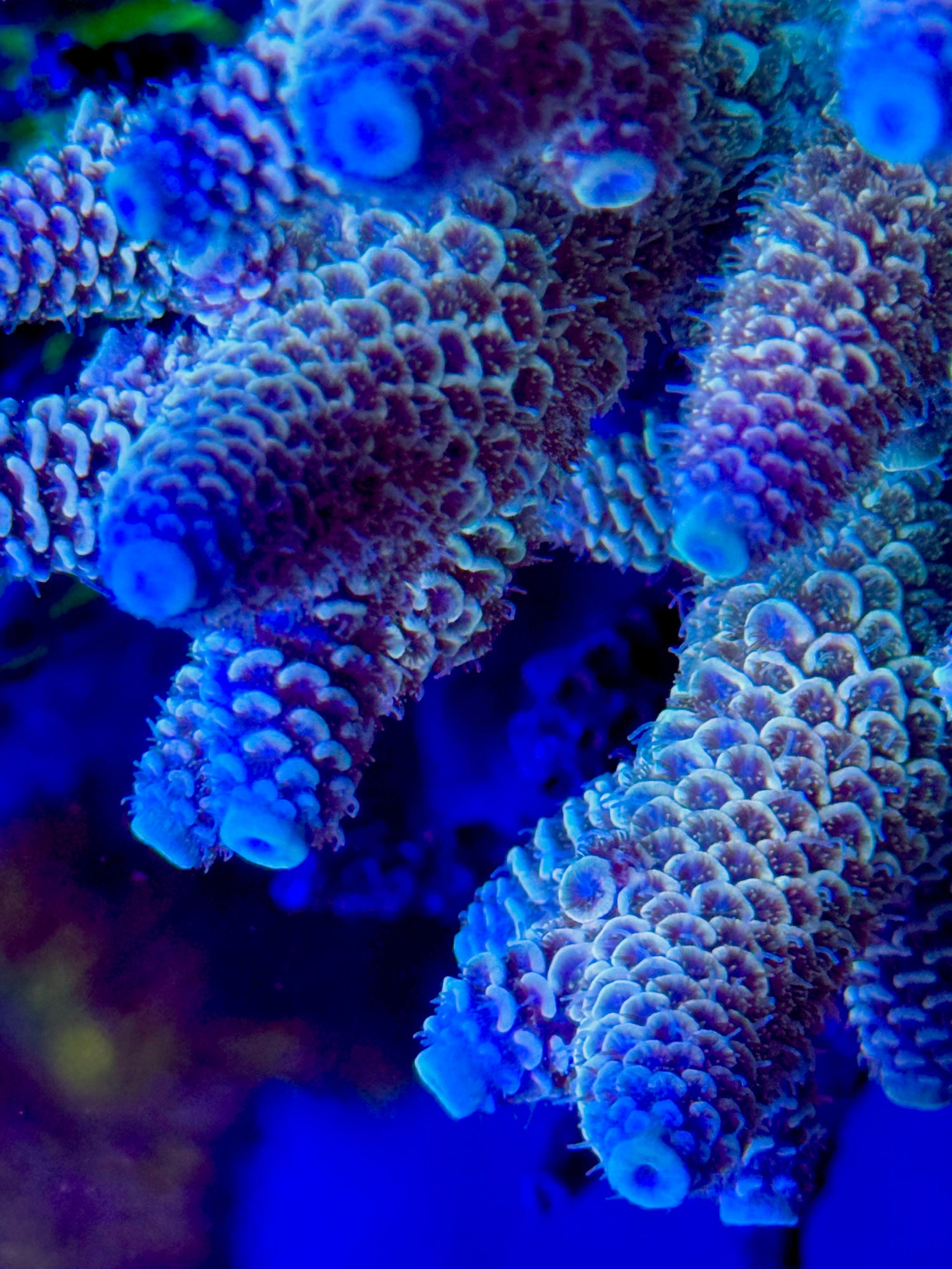 RR Blue Flame Spath Acropora