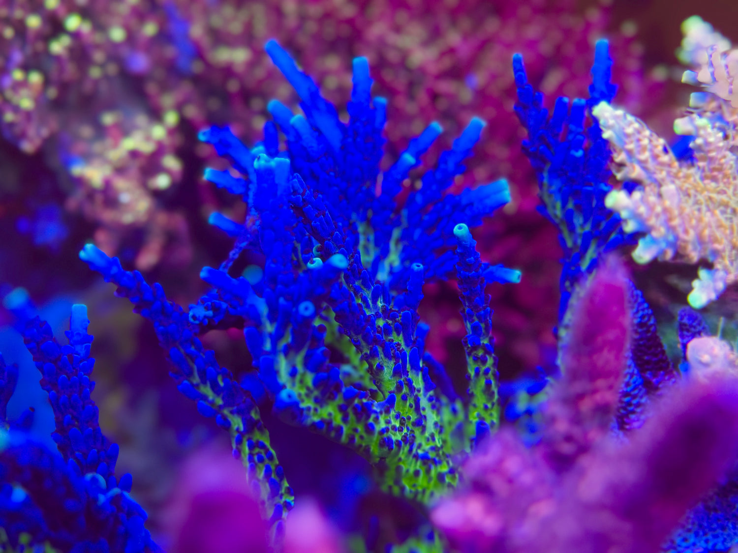 Cali Tort Acropora