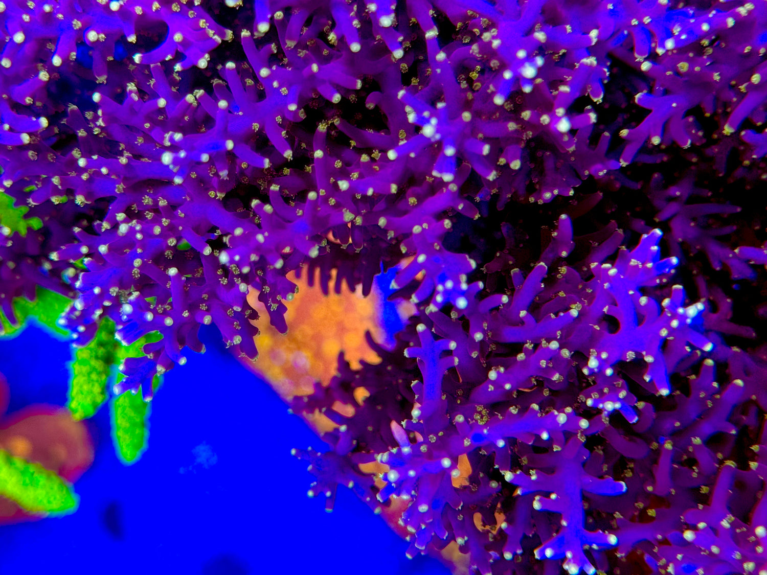 WWC Little Red Ferrari Acropora