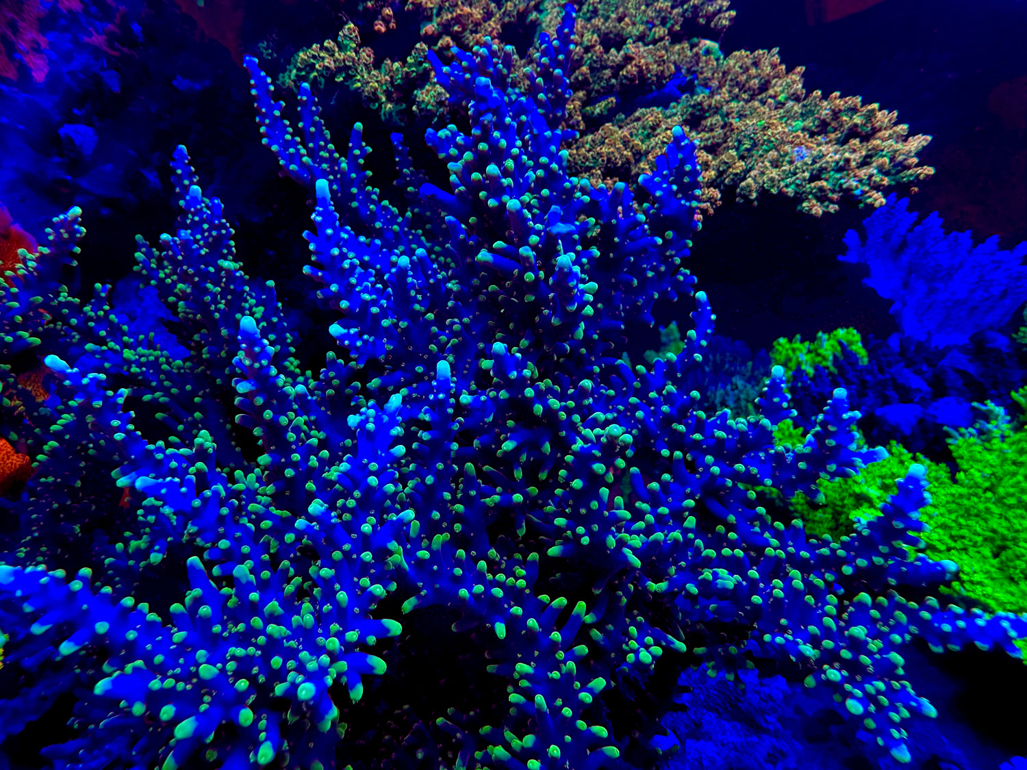 RMF The Last Dragon Acropora