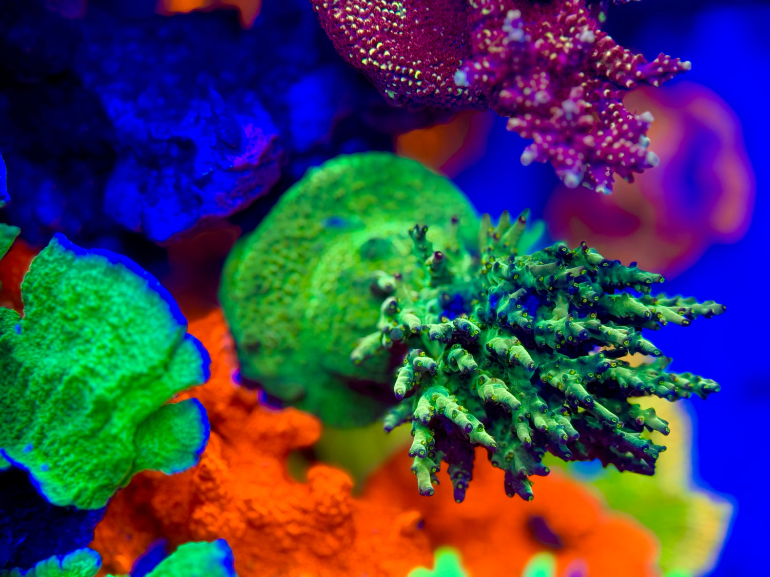 LRO Buzz Lightyear Acropora