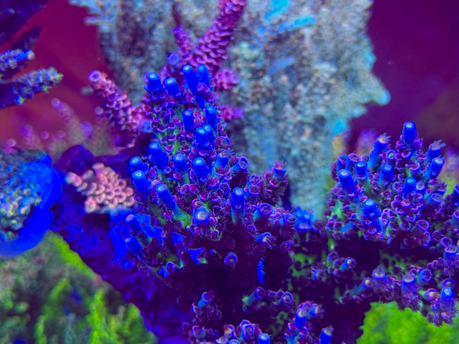 JF Sunday Driver Acropora Tenuis