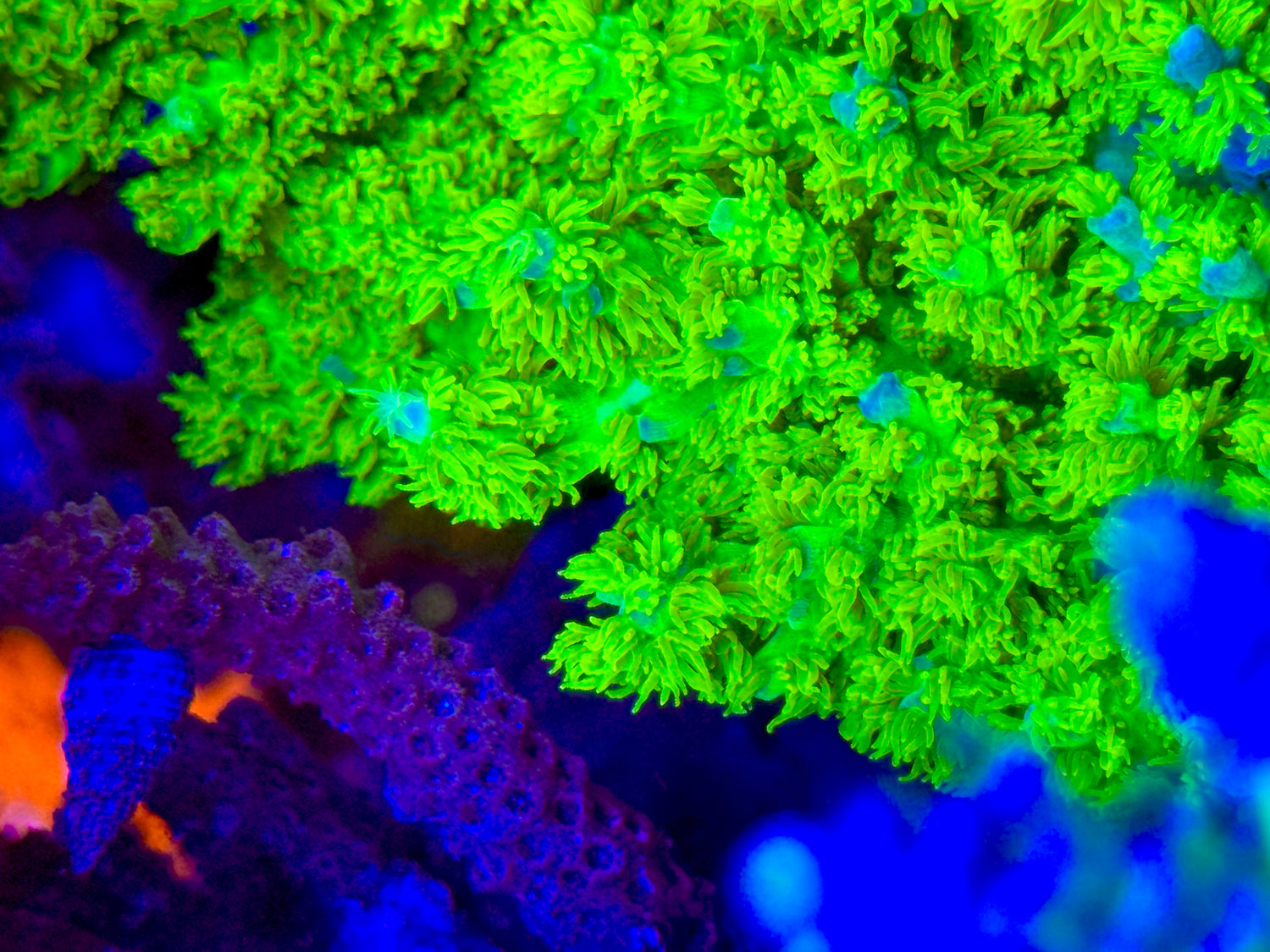 RRC Marvin the Martian Acropora