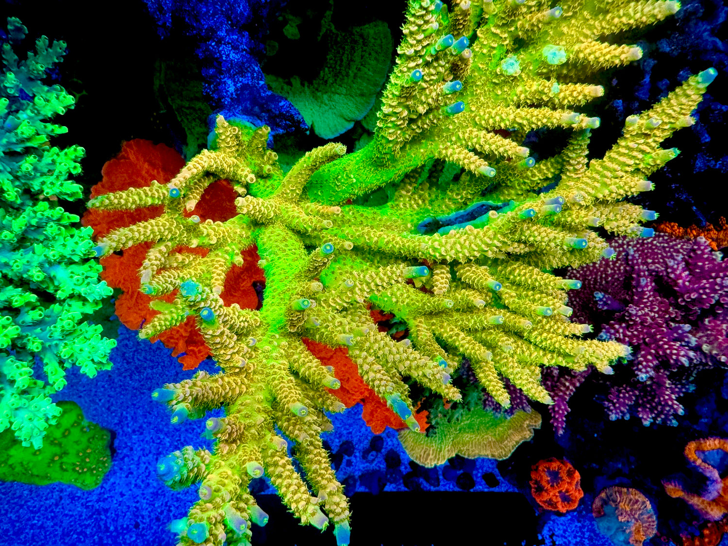 Walt Disney Acropora