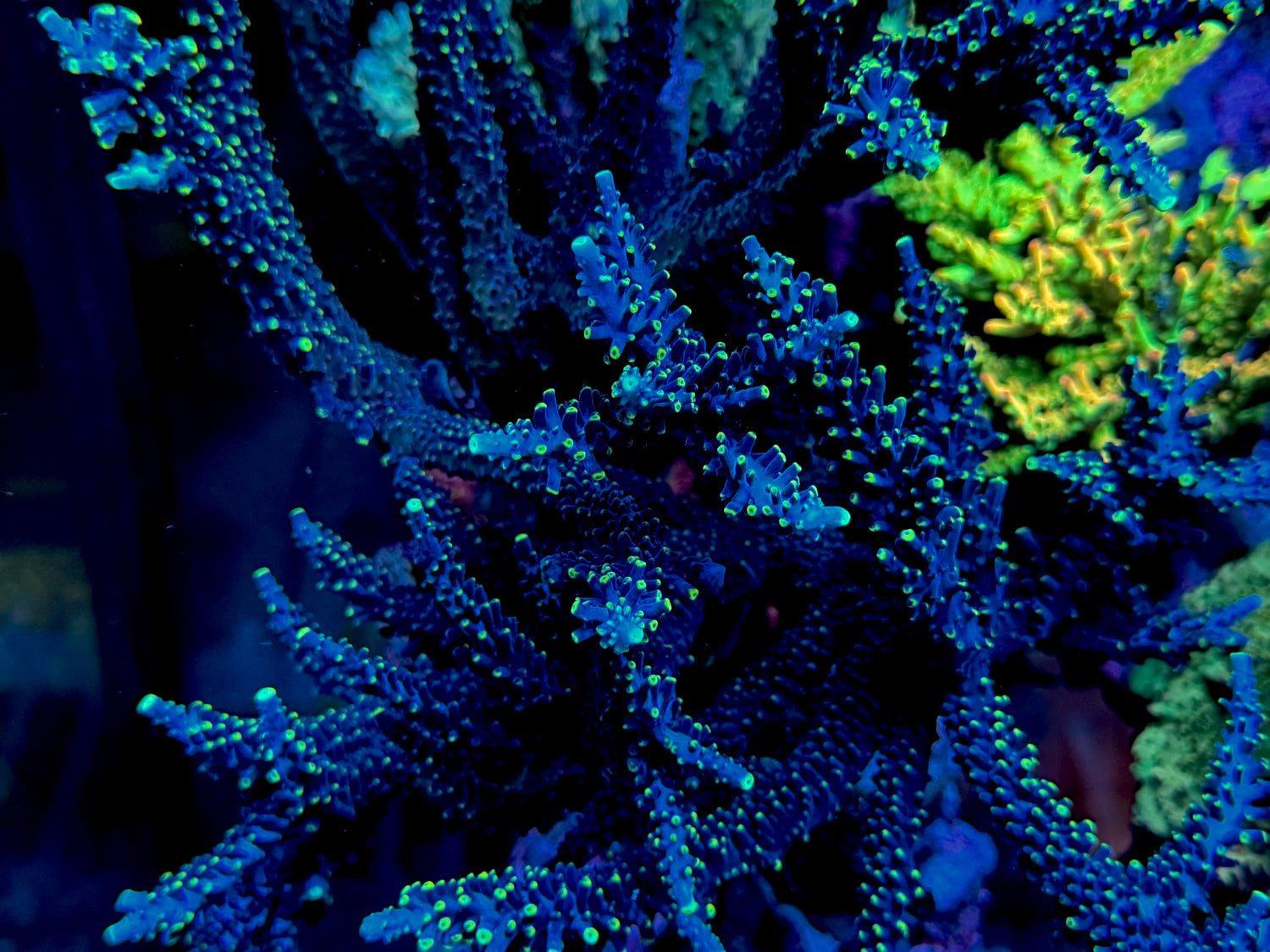 BC Battle Stag Acropora