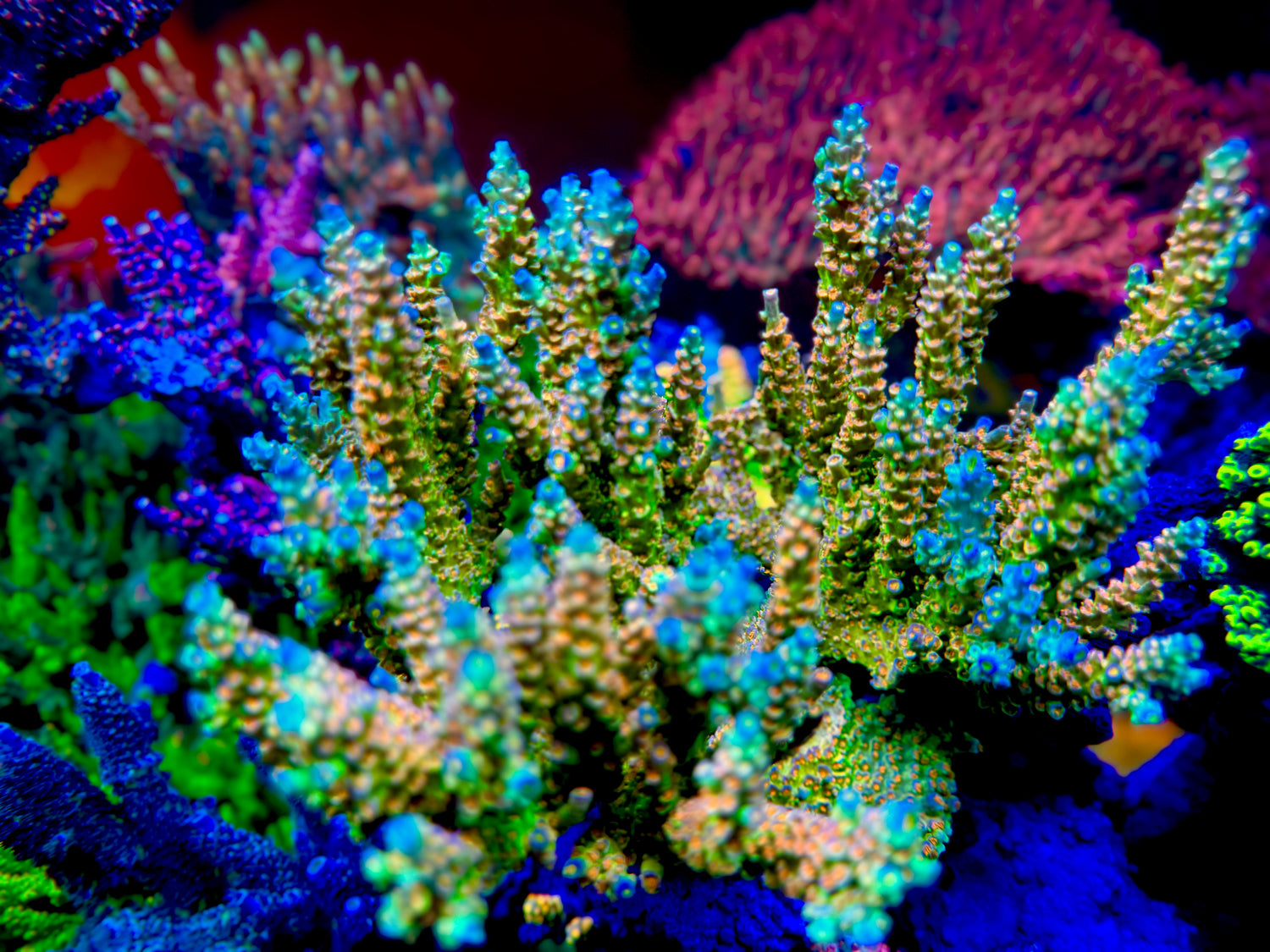 SC Orange Passion Acropora