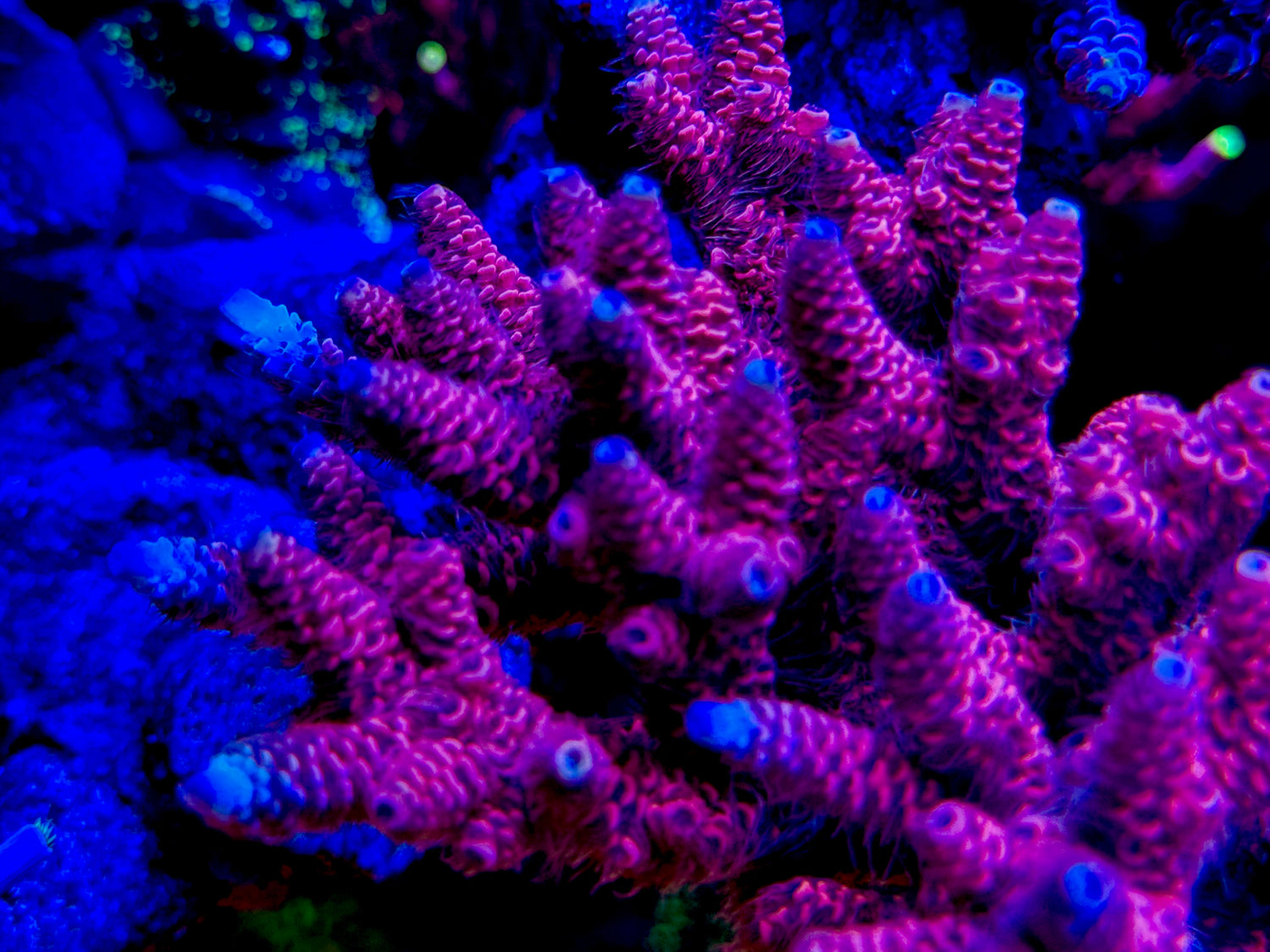 TGC Red Wing Millepora Acropora