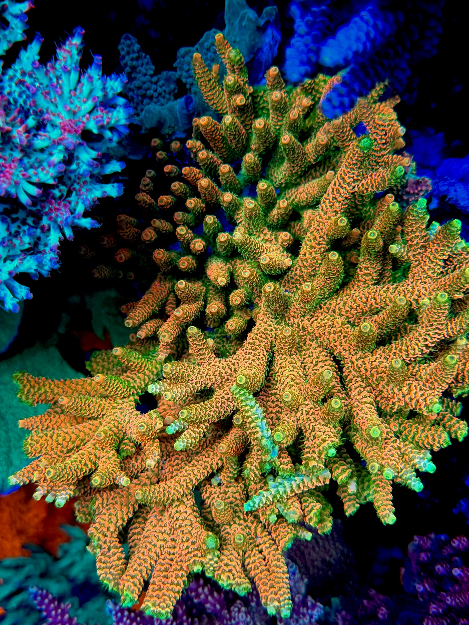 ASD Rainbow Millepora Acropora