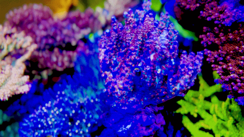 RRUSA Angry Birds Acropora Tenuis