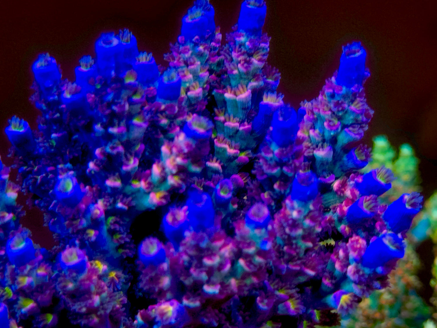 POTO Goofy Homewrecker Acropora