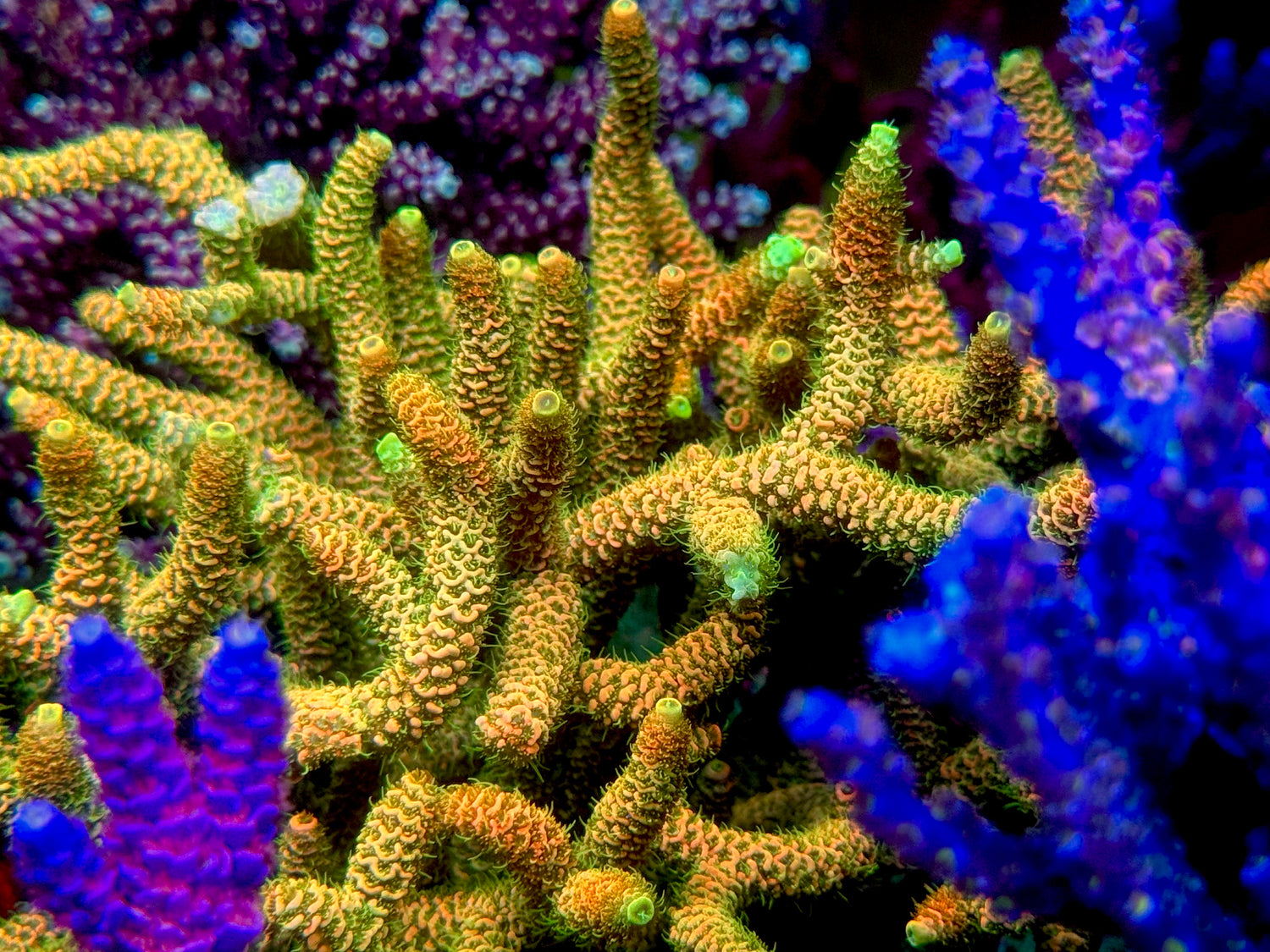 JF Solar Flare Millepora Acropora