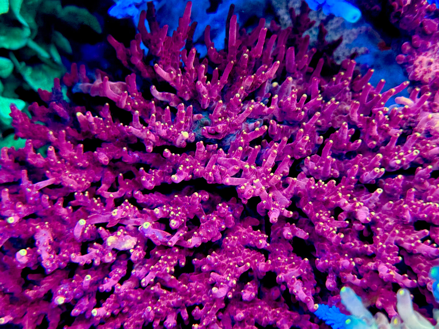Jason Fox Fox Flame Acropora