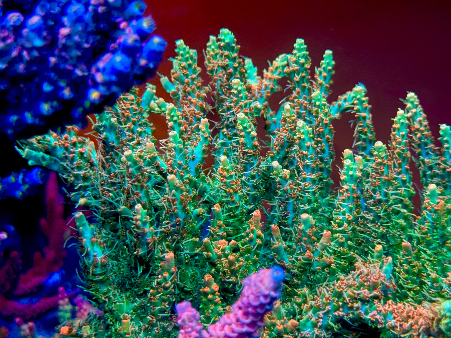 818's Tangerine Sky Acropora