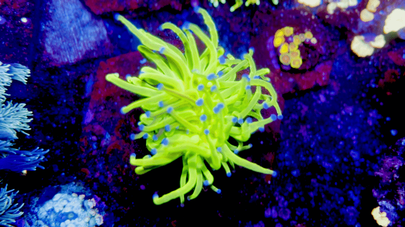 OG Holy Grail Grafted Torch 1 Head WYSIWYG