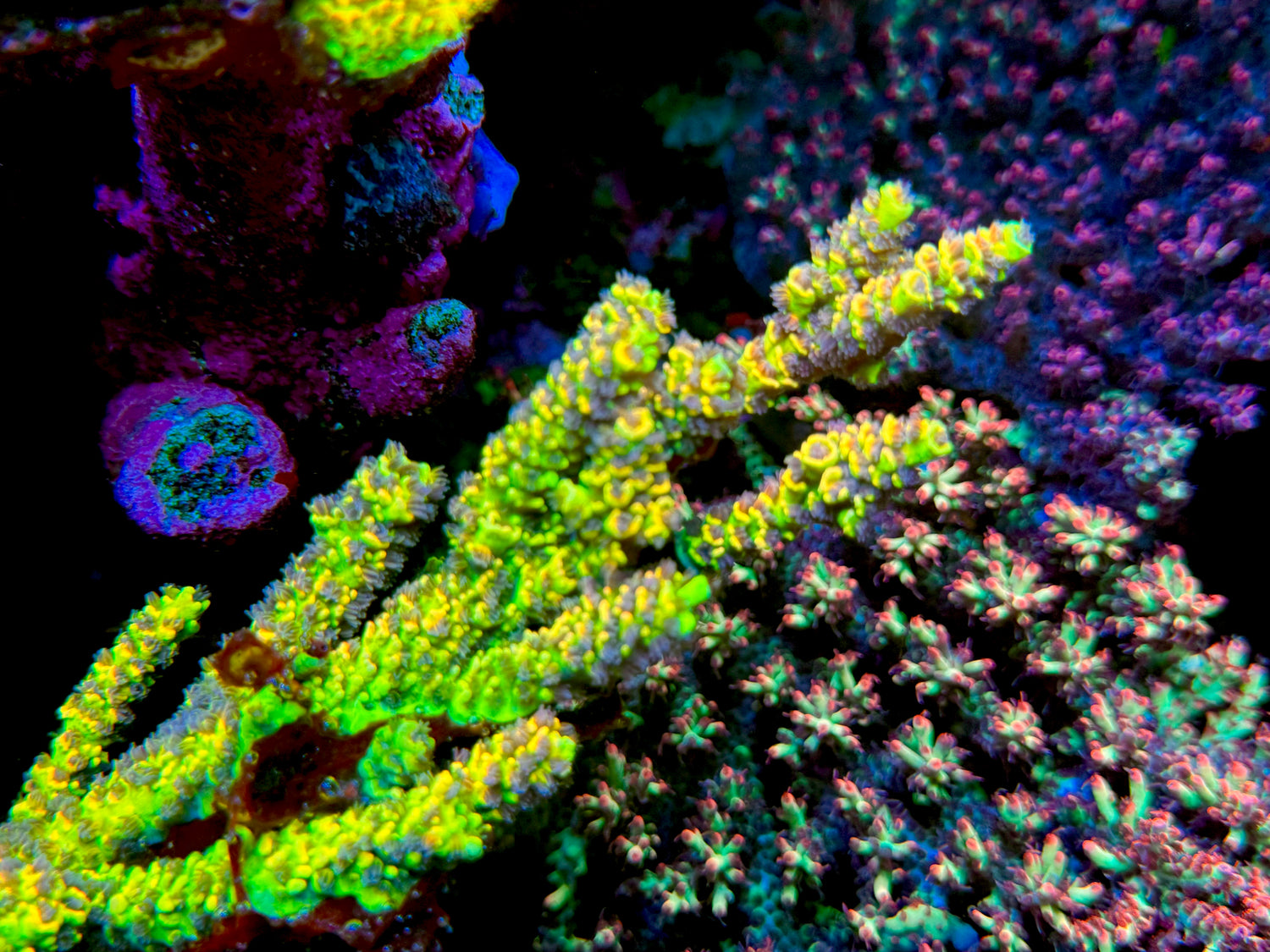 POTO Outerworlds Acropora Tenuis