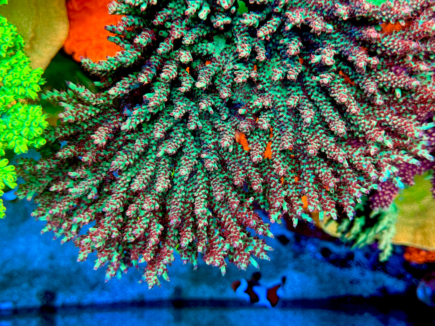 WWC Strip Tease Acropora