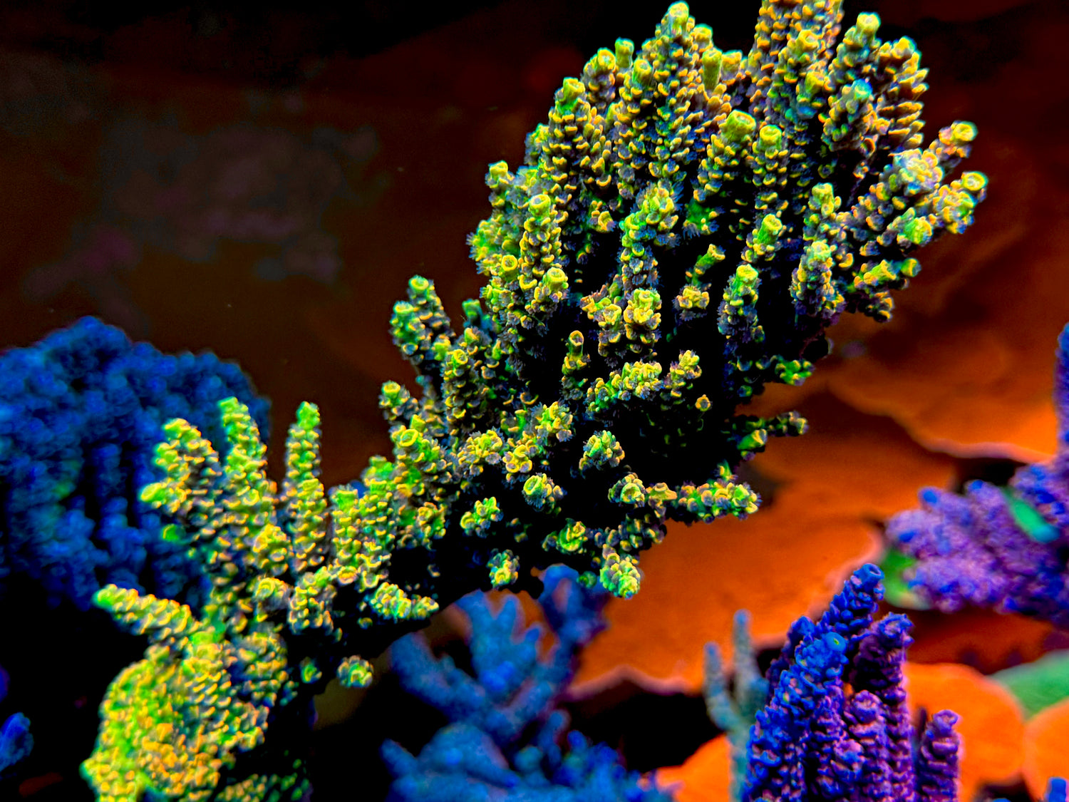 BK Chem Fruitloops Acropora