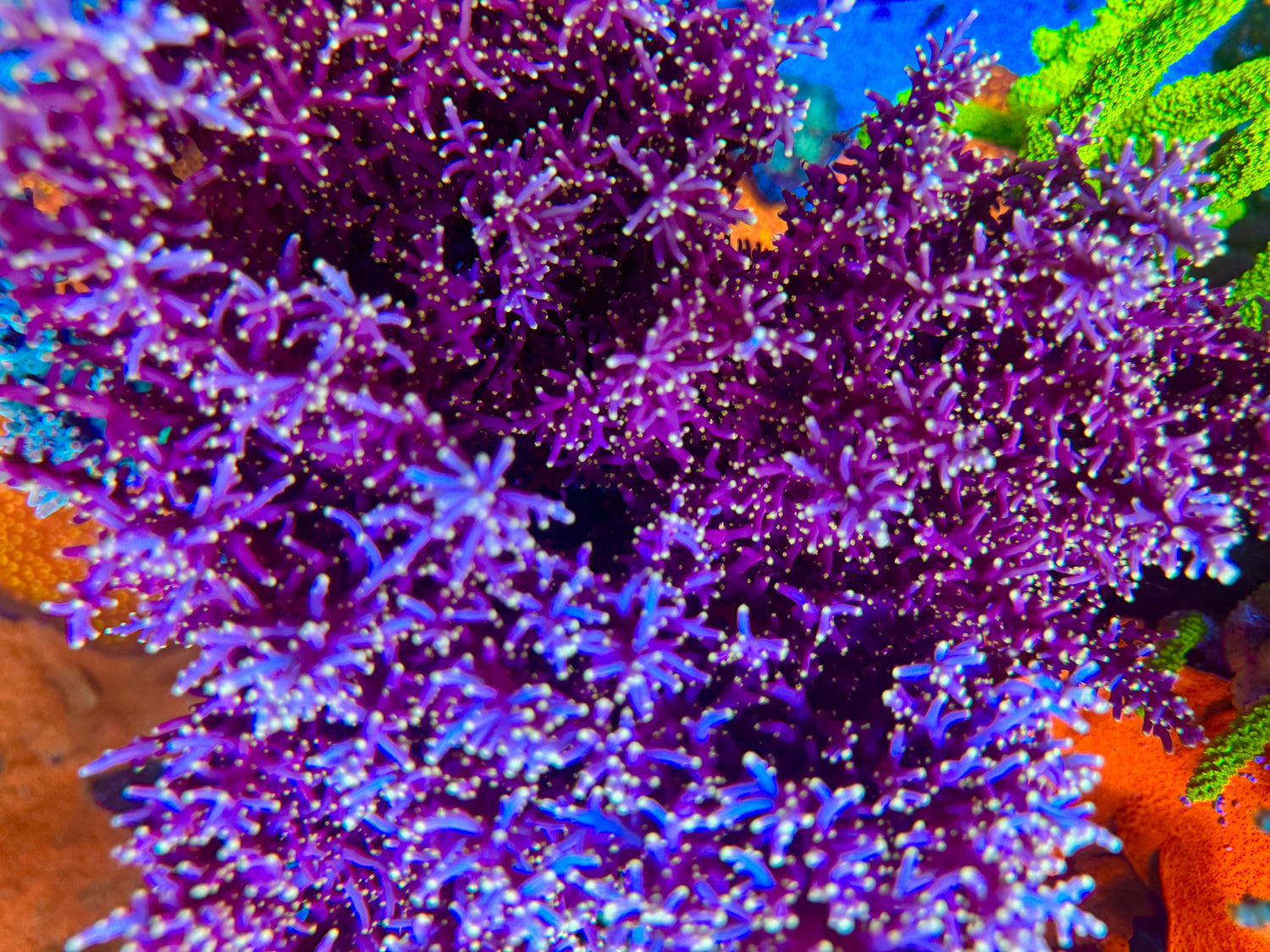 WWC Little Red Ferrari Acropora
