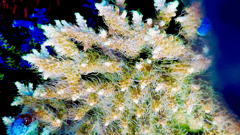 CB Tangerine Dreams Acropora