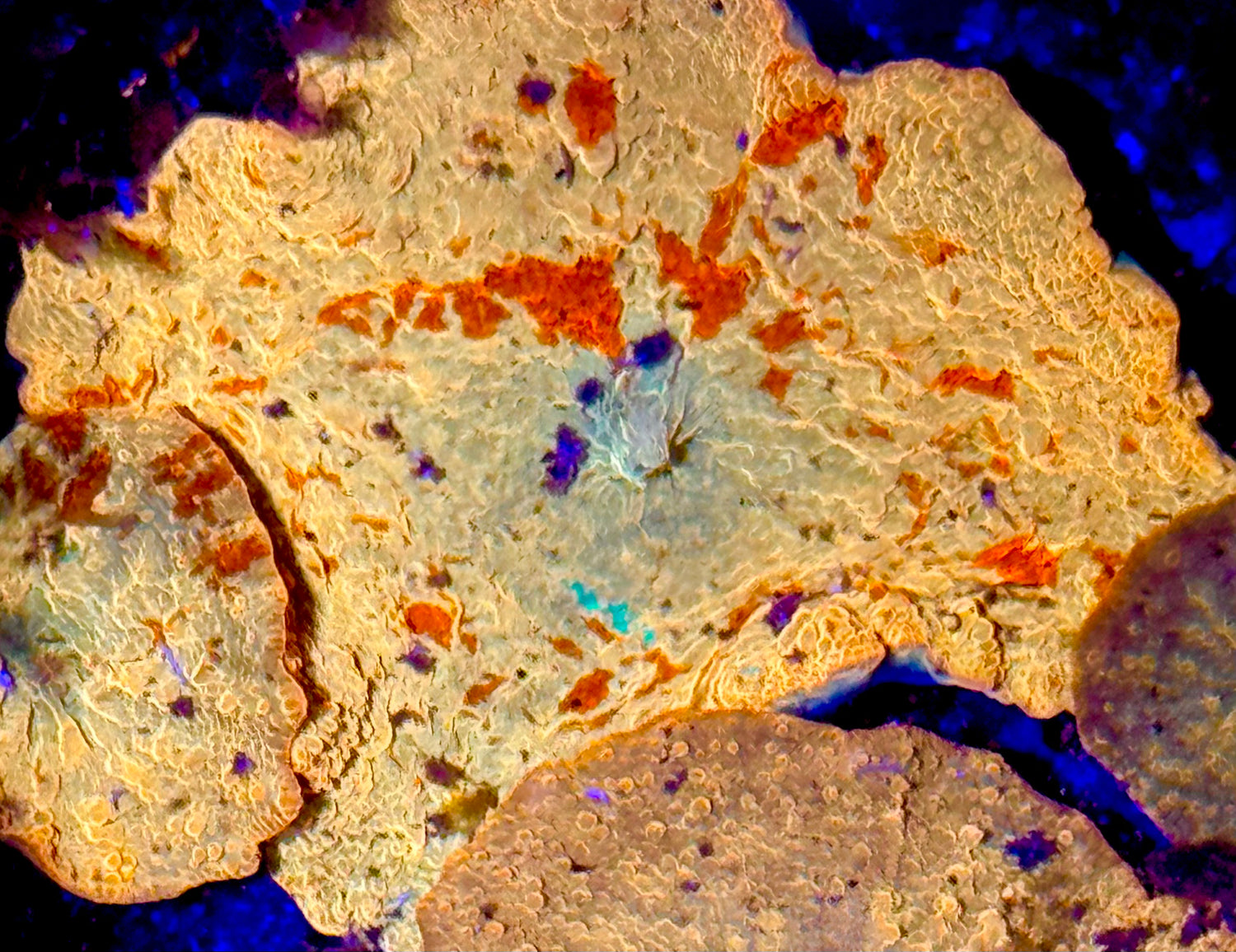 Poletti Lineage Jawbreaker Mushroom Mamma