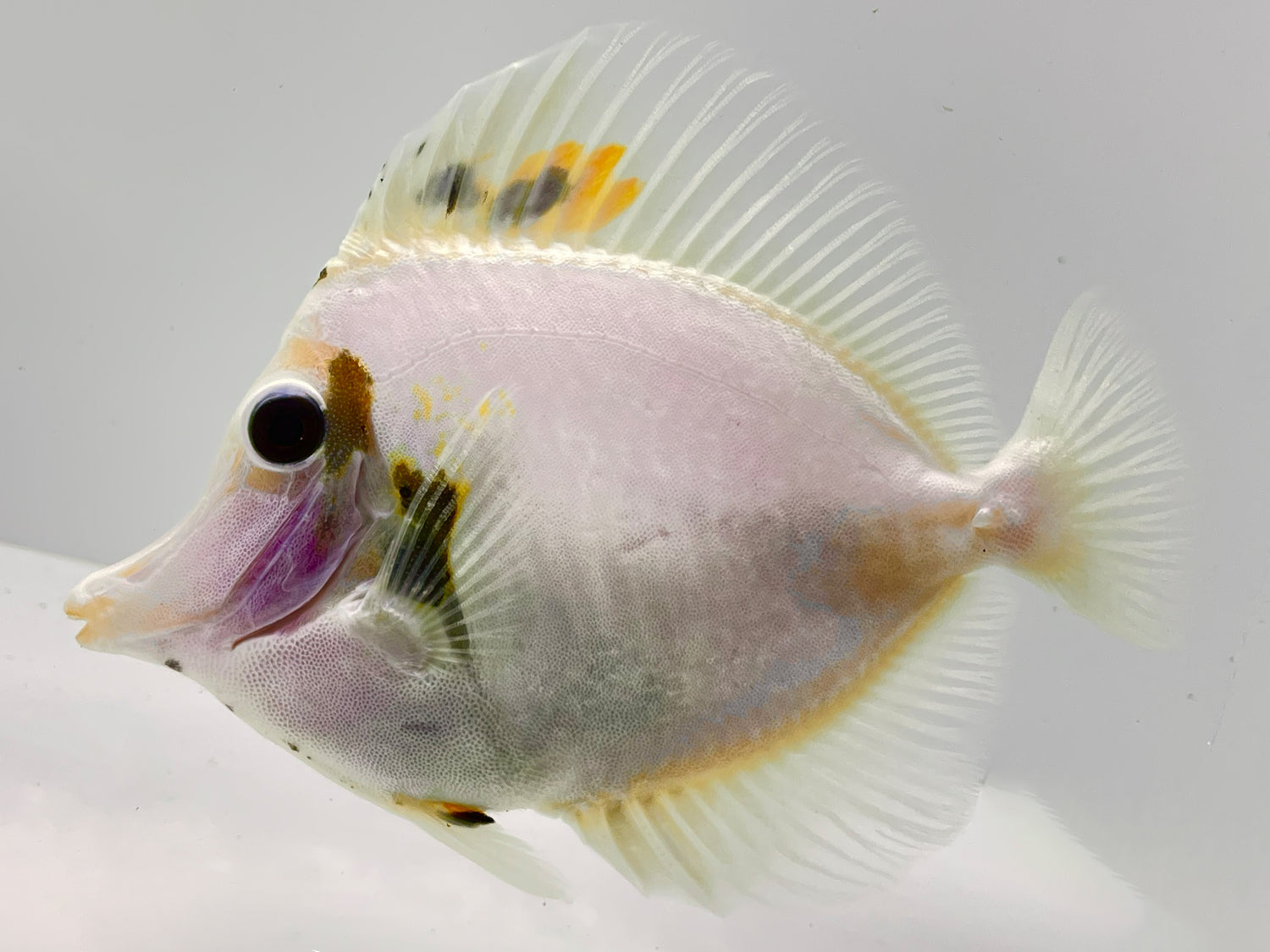 Tri Color Koi Scopas Tang