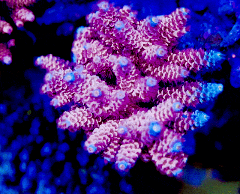 TCK Wildcard Acropora Tenuis