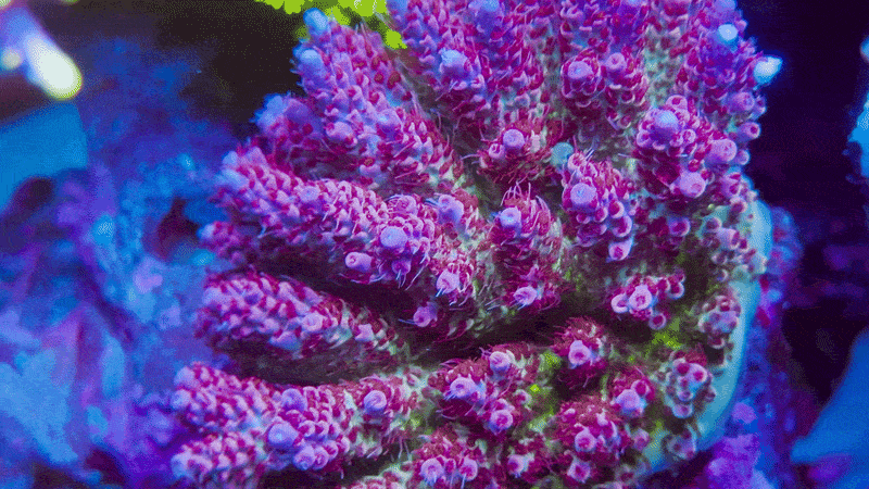 TSA Princess Peach Acropora