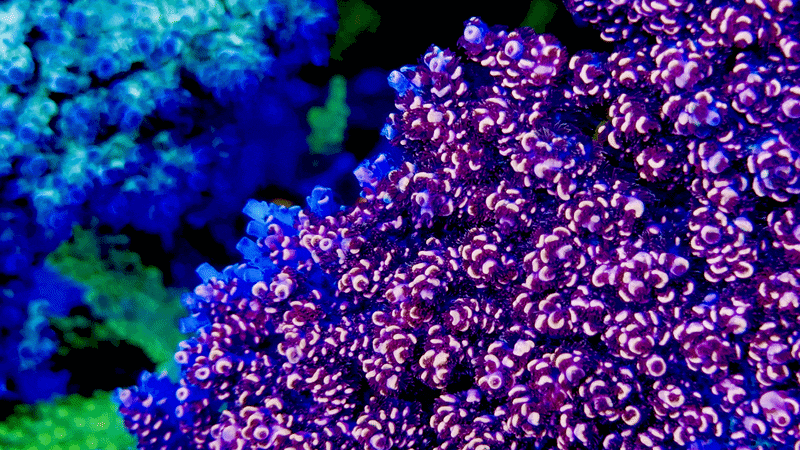 TSA Fruity Pebbles Acropora