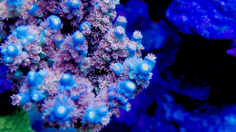 CC Disney Jr Acropora Tenuis