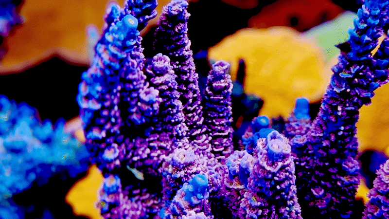 WWC Pink Panther Acropora