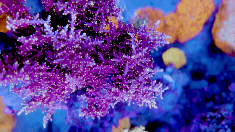 WWC Little Red Ferrari Acropora
