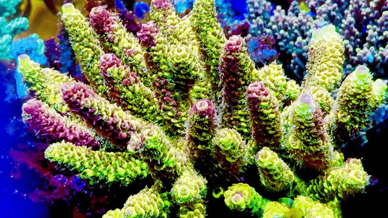 RRC Rainbow Splice Millepora Acropora