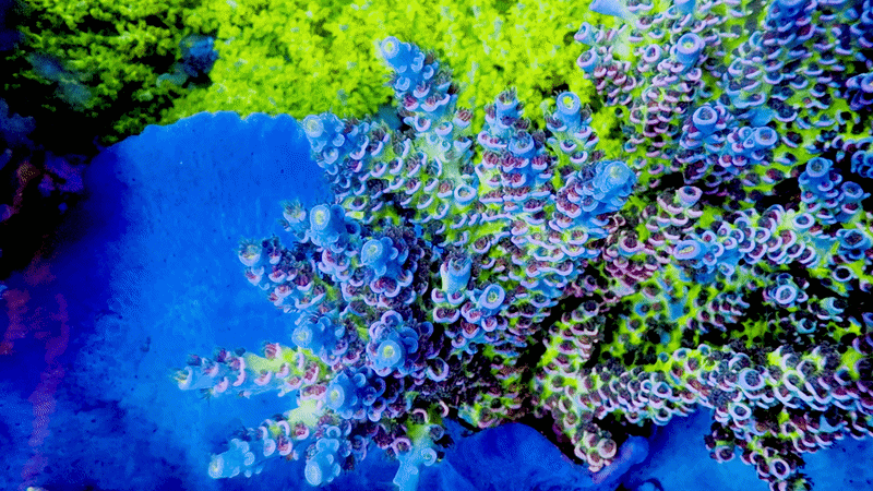 CC Pink Highlighter Acropora