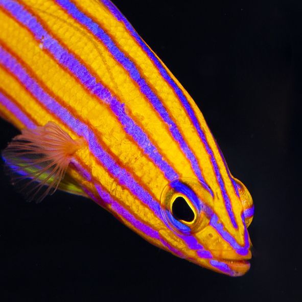 Candy Basslet Trio