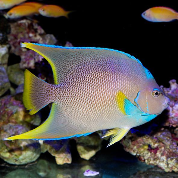 Blue Angelfish Adult