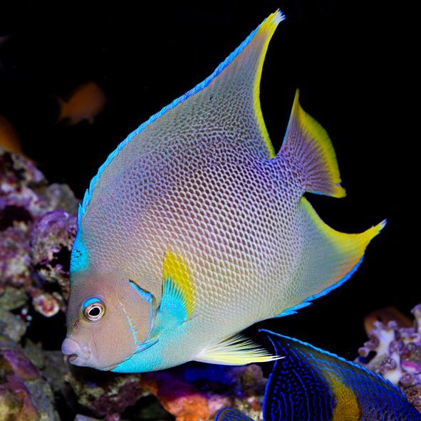 Blue Angelfish Adult