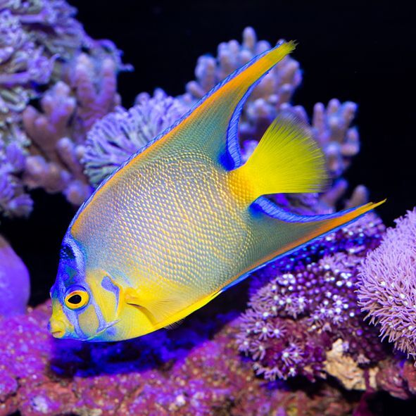 Queen Angelfish Adult