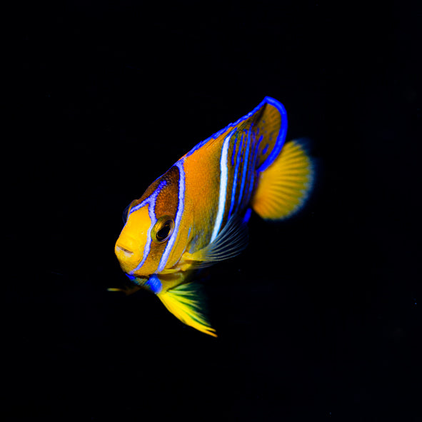 Passer Angelfish