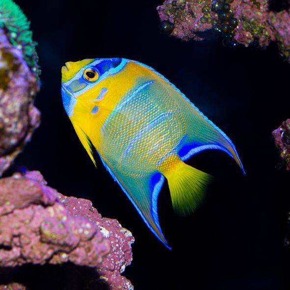 Queen Angelfish Juvenile