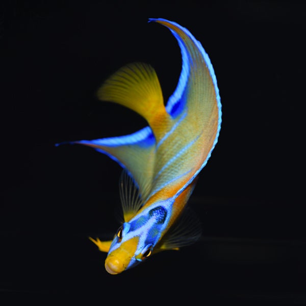 Queen Angelfish Juvenile