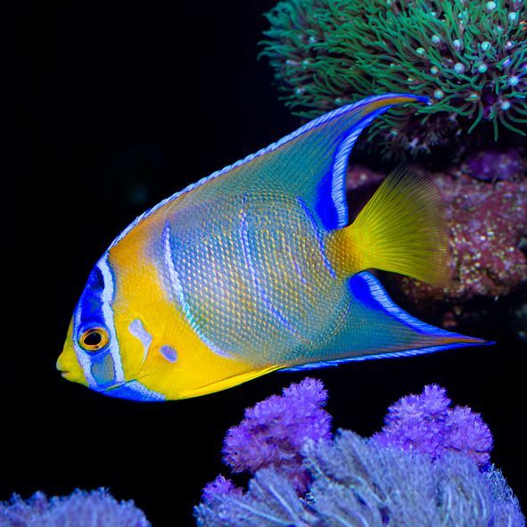 Queen Angelfish Juvenile