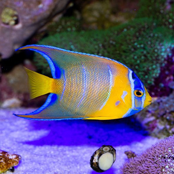 Queen Angelfish Juvenile
