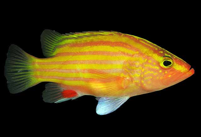 Spanish Flag Grouper
