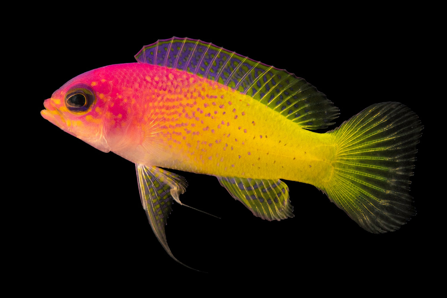 Bicolor Basslet